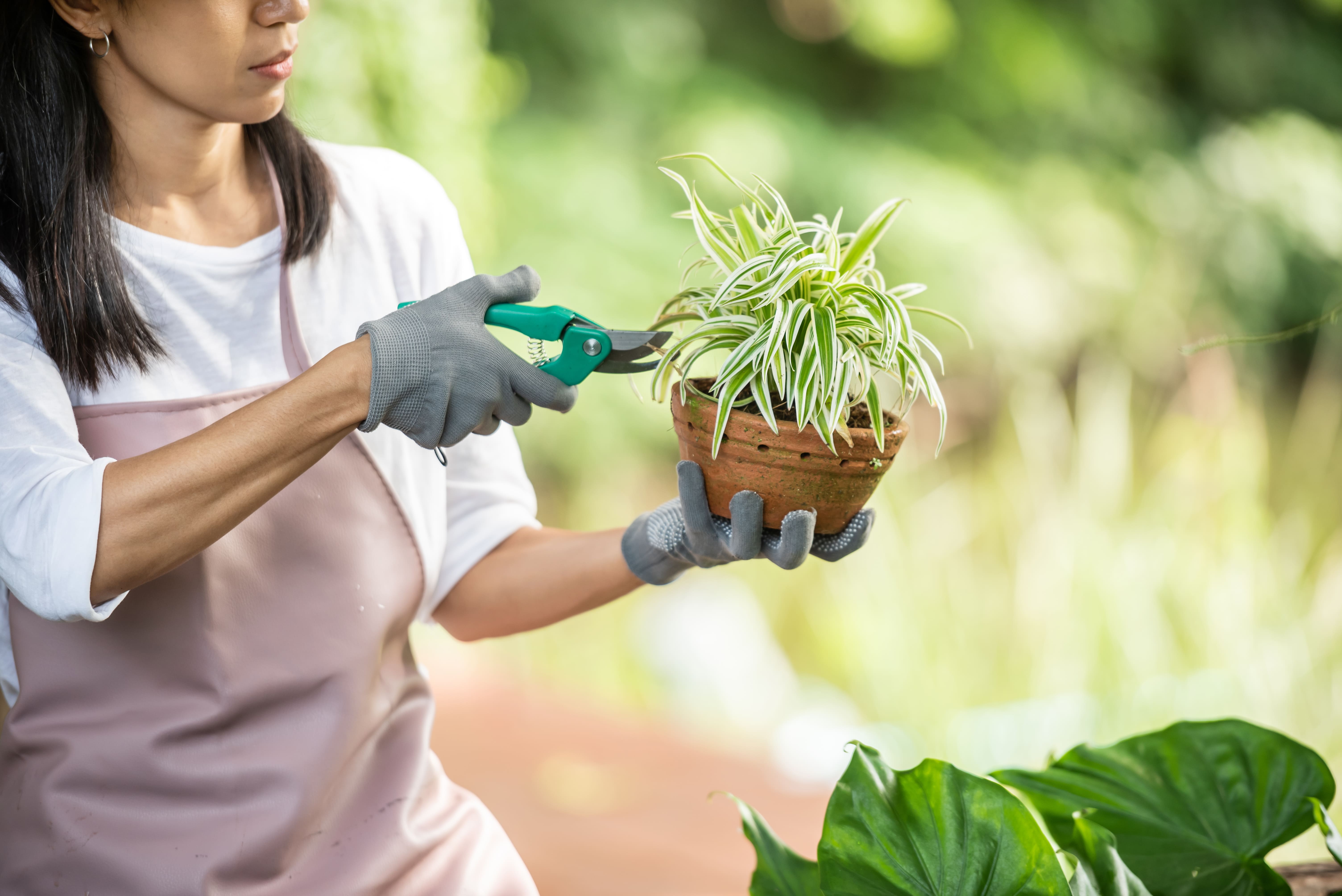 Pruning Plants For Growth: Important Things To Know